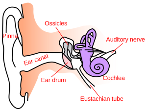 790px-Ear-anatomy-text-small-en.svg