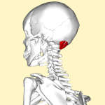 Source: http://commons.wikimedia.org/wiki/File:Rectus_capitis_posterior_minor_muscle_lateral2.png