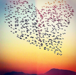 Heart-birds