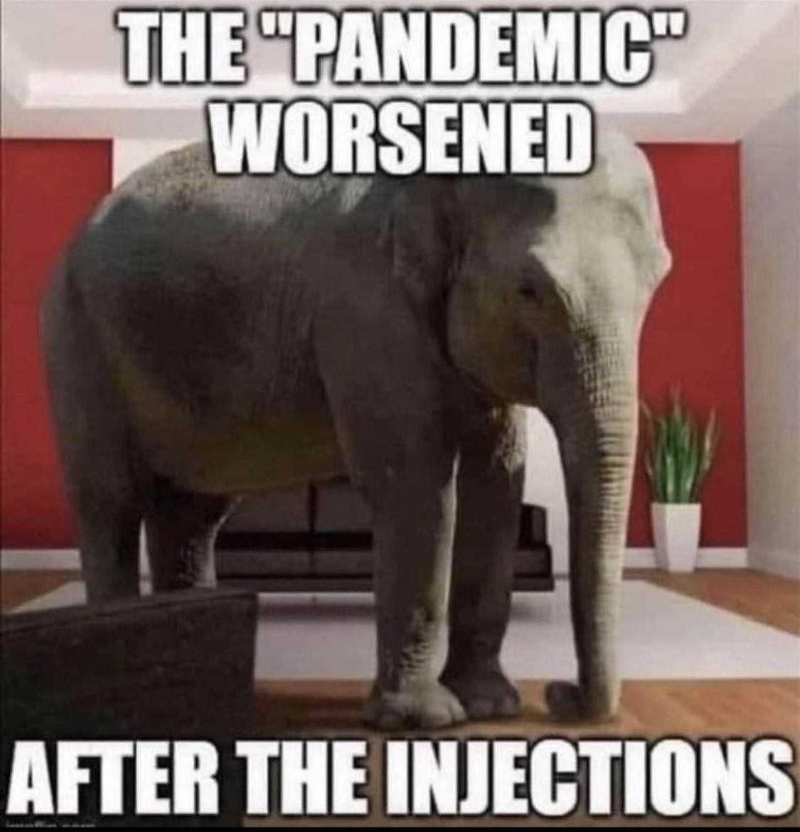 elephant-pandemicworsened