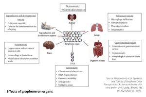 graphene-effects-on-organs