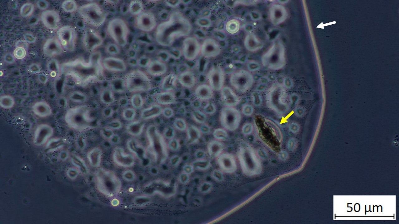 DrJohnB-Pfizer-microscopy-13