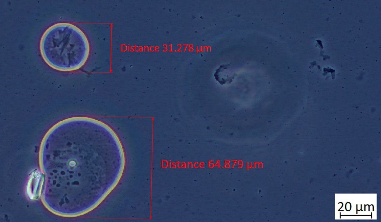 DrJohnB-Pfizer-microscopy-14