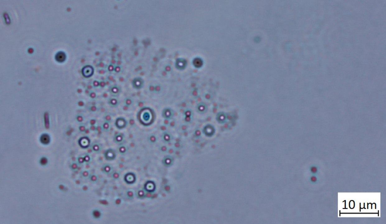 DrJohnB-Pfizer-microscopy-5