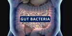 gutbacteria