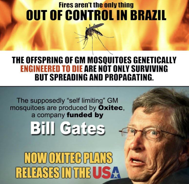 mosquitoes-gmo-gates-oxitec