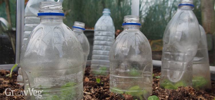 plastic-bottles-protect-plants-winter
