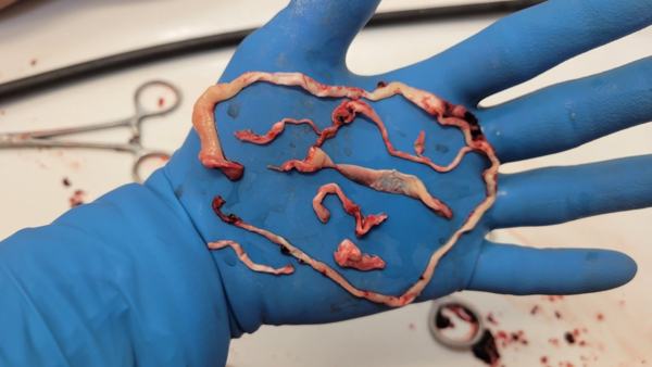 clot-calamari