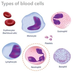 types-blood-cells-neutrophils