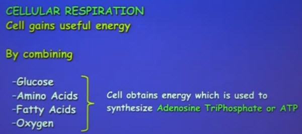 Akyildiz-biological-energy-sources-for-nanodevices