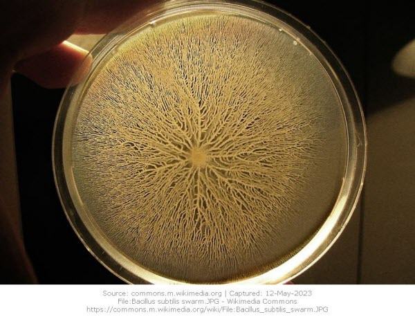 File_Bacillus-subtilis