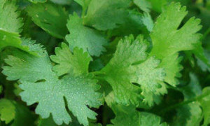 coriander-cilantro.jpg