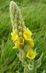 great_mullein