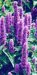 hyssop