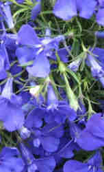 lobelia